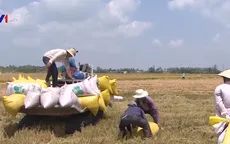 Tín hiệu tích cực từ chủ trương thu mua tạm trữ lúa, gạo