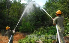 Lâm Đồng tăng cường quản lý bảo vệ rừng trong mùa khô