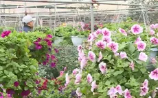 Nghệ nhân trẻ tạo dựng làng nghề hoa cây cảnh