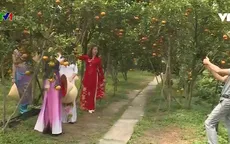Quýt hồng Lai Vung đón khách du Xuân