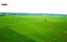 Sản xuất sạch trong nông nghiệp - Xu hướng đảm bảo đầu ra bền vững