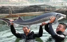 Phát triển cá tầm: Hướng đi hiệu quả trong ngành thủy sản