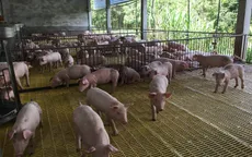 Phú Yên cấp 5.000 lít thuốc sát trùng phòng tả lợn châu Phi