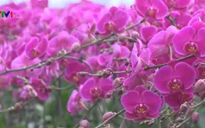 Thung lũng hoa - Điểm hẹn mới của du lịch Ninh Bình