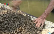 Ốc đắng - Sản vật trời cho “làm chơi ăn thật” ở vùng sông nước miền Tây