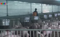 Nghệ An là tỉnh thứ 17 phát hiện dịch tả lợn châu Phi