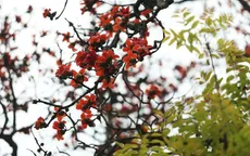 Rạo rực mùa hoa gạo giữa thủ đô