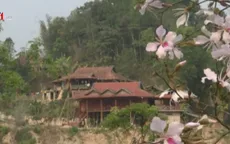 Hoa ban trong đời sống văn hóa của người dân Điện Biên