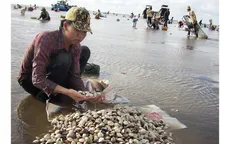 Độ mặn tăng cao, hơn 100 tấn nghêu bị chết ở Bến Tre
