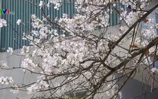 Tháng ba biên giới mùa hoa ban