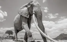 Những hình ảnh cuối cùng về “voi nữ hoàng” có đôi ngà khổng lồ ở Kenya