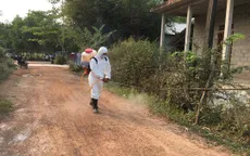 TT-Huế xuất hiện dịch tả lợn châu Phi