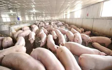Thanh Hóa: Lập thêm chốt tại các tuyến biên giới ngăn dịch tả lợn châu Phi