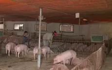 Chưa phát hiện dịch tả lợn châu Phi tại trang trại quy mô lớn