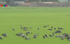 Hàng ngàn con cò ốc về Đồng Tháp