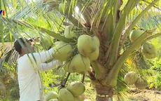 Lạ lùng dừa sáp Trà Vinh