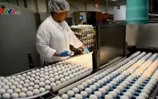 Australia thu hồi hàng trăm nghìn quả trứng do lo ngại nhiễm salmonella