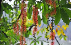 "Trong vắt" hoa lộc vừng sáng sớm ở Hồ Gươm