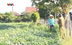 Làm luật trên ruộng dưa khiến nông dân bức xúc
