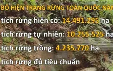Triển khai nhiều giải pháp phát triển rừng