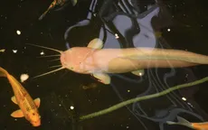 Cá trê “khủng” toàn thân màu trắng ở Đồng Tháp