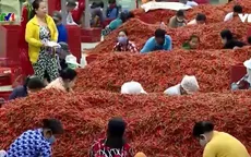 Về vùng ớt "ngọt" Cù Lao Tây
