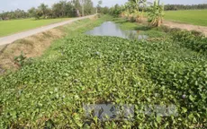 Thời tiết khô hạn, đồng bào Khmer chủ động thích ứng với hạn mặn