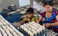 Trứng vịt xuống giá, người nuôi gặp nhiều khó khăn