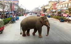 Voi đi lạc ở Trung Quốc