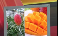 Xoài đỏ Nhật Bản về Việt Nam giá khoảng 3 triệu đồng/kg