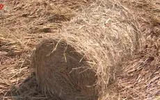 Nông dân tại ĐBSCL “hốt bạc” nhờ bán rơm cuộn