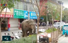 Chuyến phiêu lưu của chú voi hoang dã đi lạc vào thành phố