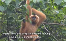 Hành trình đưa linh trưởng trở lại tự nhiên