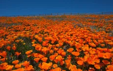 Thung lũng hoa anh túc khổng lồ đua nở tại California