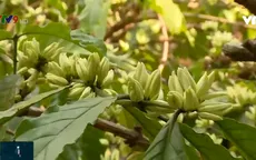 Liên kết 3 nhà - Hướng mở giúp nâng cao năng suất và chất lượng cây cà phê