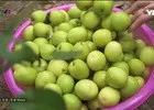 Đến Hải Phòng, thưởng thức "táo muối" Bàng La