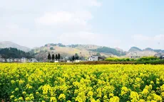 Rực rỡ hoa Xuân khoe sắc ở Trung Quốc