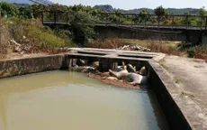 Phát hiện nhiều xác lợn chết ở dưới hồ nước tại Khánh Hòa