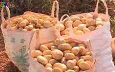 Khó nhân rộng việc gắn nhãn mác cho khoai tây Đà Lạt