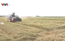 Thị trường nông sản 2 tháng đầu năm biến động trái chiều