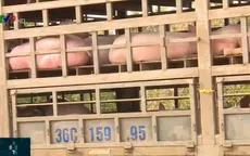 Giá lợn chênh lệch, việc phòng chống dịch tả lợn châu Phi gặp nhiều khó khăn