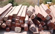 Mục sở thị lô gỗ "khủng" tại Cảng Bình Long