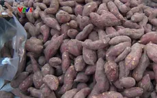 TP.HCM hỗ trợ tiêu thụ nông sản