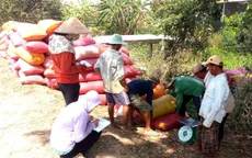 Liên kết doanh nghiệp - nhà nông để giảm bớt khâu trung gian thu mua lúa