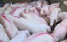 Đã khống chế được ổ dịch tả lợn tại Bến Tre
