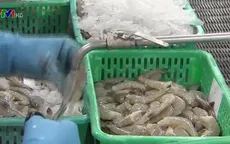 Thiếu nguyên liệu, nhiều nhà máy chế biến tôm ở ĐBSCL hoạt động 50% công suất