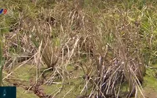Nhiều diện tích lúa bị khô cháy, chủ ruộng ngậm ngùi “treo ruộng”