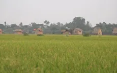 Làm du lịch từ cây lúa