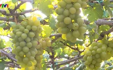Ghé thăm vườn trồng nho Ninh Thuận