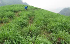 Sả đỏ - Nông sản mới trên vùng đất Lào Cai